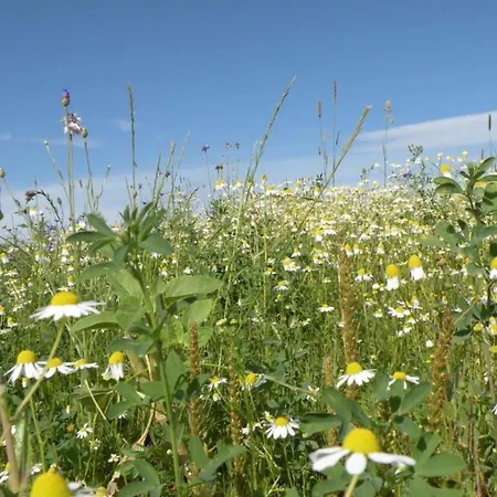 Houffalize Forest View *