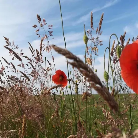 Houffalize Forest View Villa