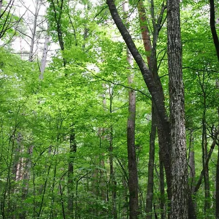 Houffalize Forest View *