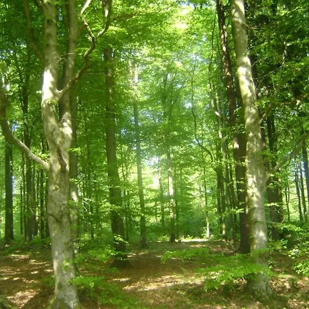 Villa Houffalize Forest View Wibrin