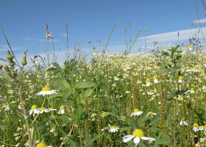 Houffalize Forest View *