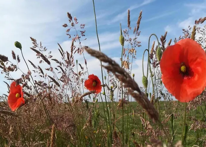 Houffalize Forest View Villa