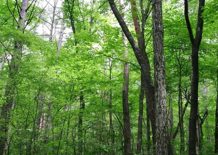 Houffalize Forest View *