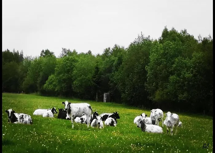 Βίλα Houffalize Forest View *